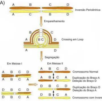 Fig. 2 - Esquemas dos produtos meióticos de cromossomos com inversão paracêntricas ou  pericêntricas