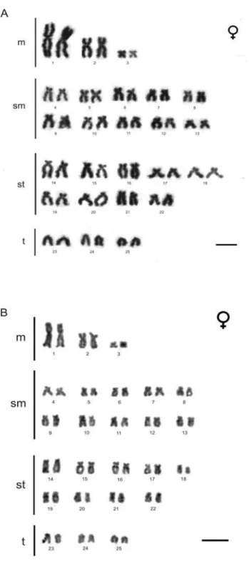 Fig. 2 – Giemsa-stained karyotypes. a) São Bartolomeu Spring; b) Curi Lake. Bar indicates 10 µm
