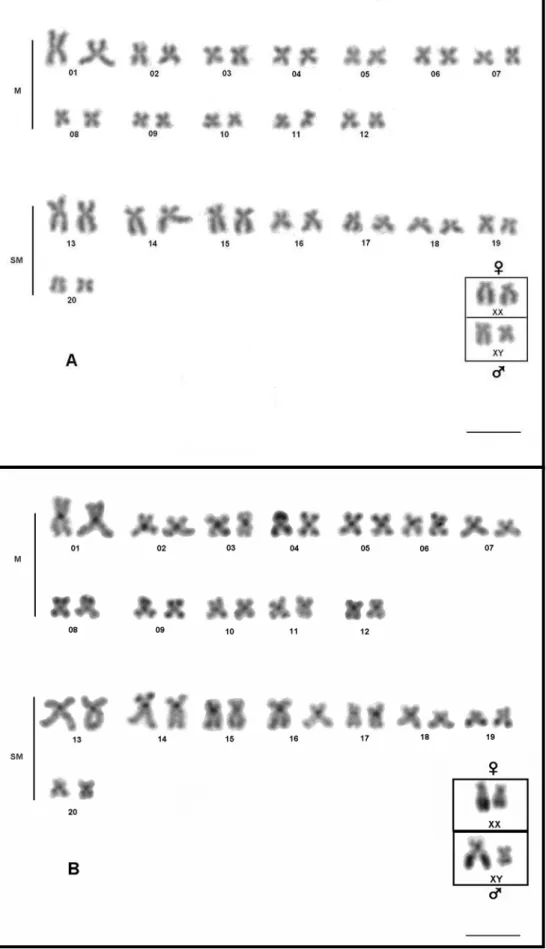 Figura 5. Cariótipos de Hoplias malabaricus da população da lagoa Curi. Giemsa  (A) e bandamento C (B)