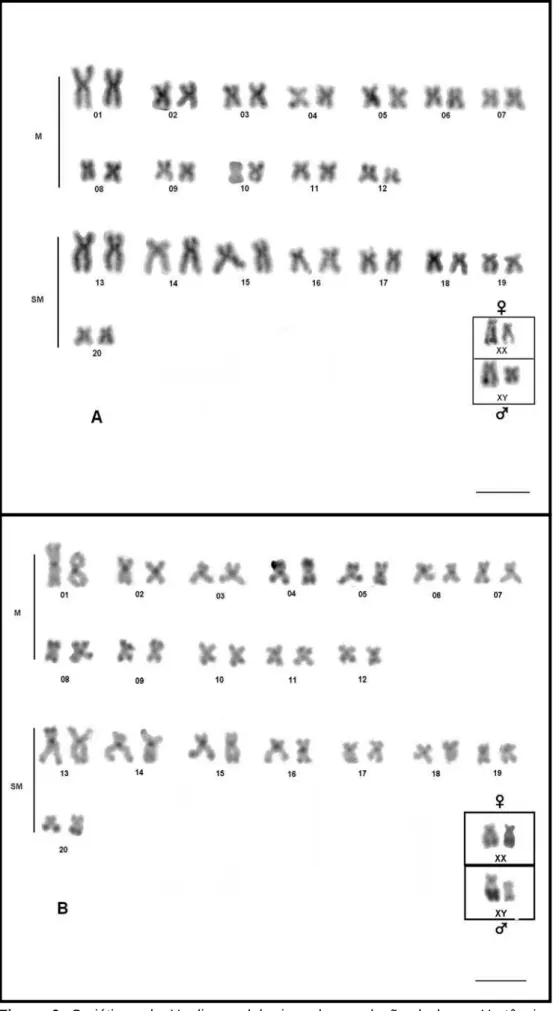 Figura 6. Cariótipos de Hoplias malabaricus da população da lagoa Hortência.  Giemsa (A) e bandamento C (B)