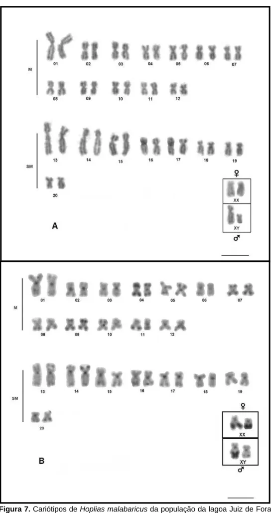 Figura 7. Cariótipos de Hoplias malabaricus da população da lagoa Juiz de Fora.  Giemsa (A) e bandamento C (B)