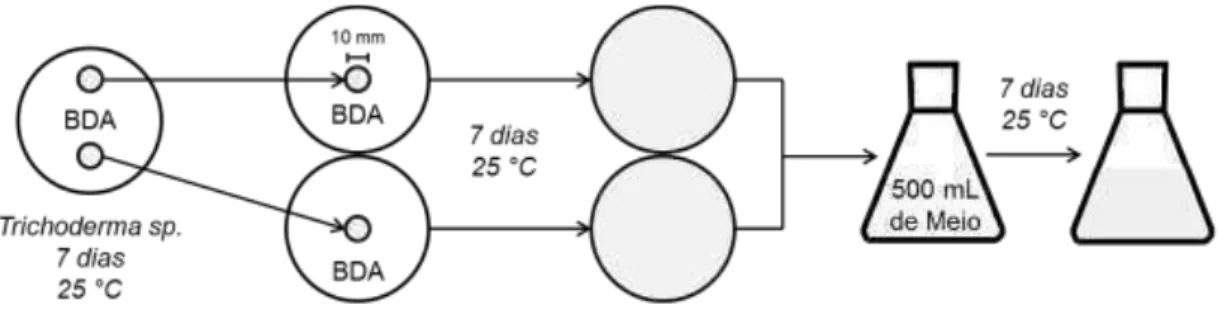 Figura 7: Esquema utilizado no cultivo de Trichoderma spp. visandoa comparação  entre os meios líquidos BDC e Fries com e sem Indutor