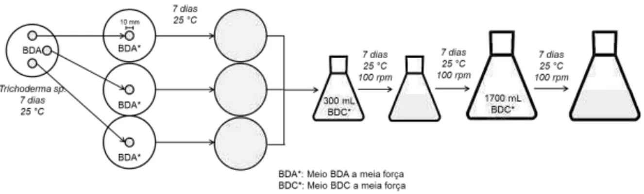 Figura  9: Esquema da realização da cultura de  Trichoderma spp.para a geração  de maior biomassa