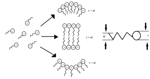 Figura 9  – Esquema ilustrativo da importância de raios na curvatura de estruturas micelares