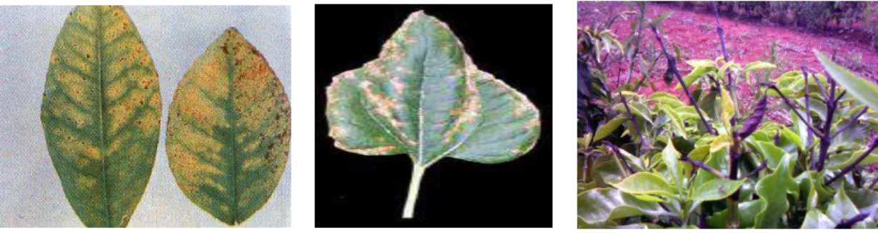 Figura 2. Sintomas da toxicidade de boro em folhas de citrus, soja e café 