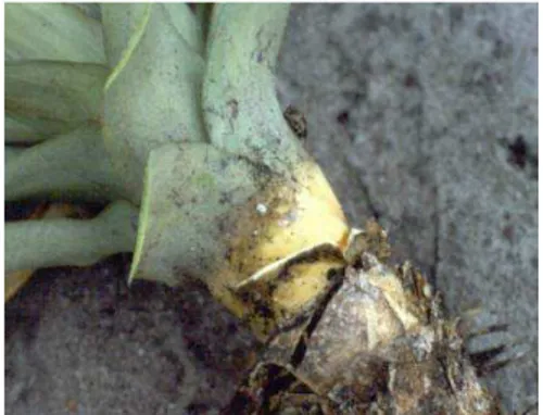 Figura 3. Presença de pulgões associados à murcha do abacaxi (AGROFIT, 