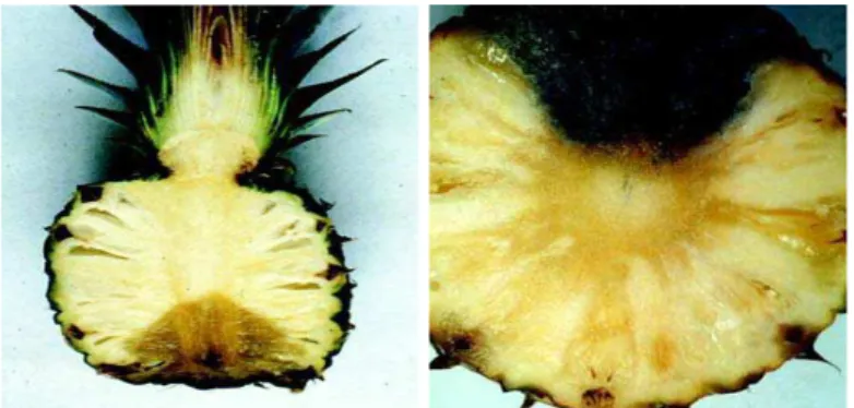 Figura 4. Sintomas da podridão-negra causada por fungo. Infecções pelo 