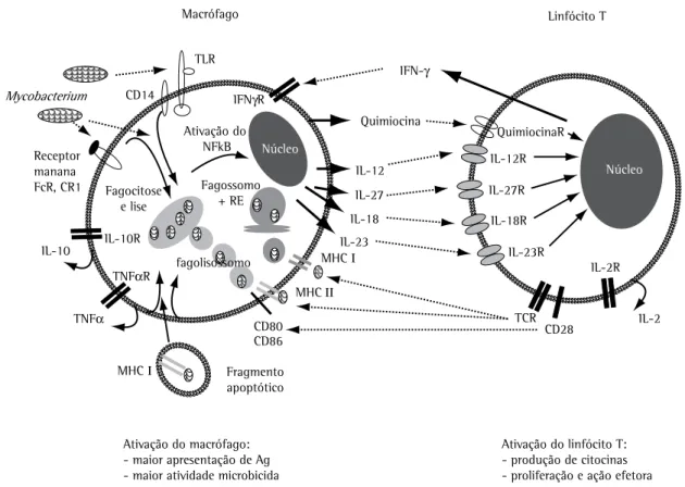 Figura 1 - Mecanismos envolvidos na ativação de macrófagos e linfócitos T por micobactérias - O reconhecimento  e a fagocitose de micobactérias podem ocorrer via receptores para manana ou para produtos de ativação do sistema  complemento, incluindo o conhe