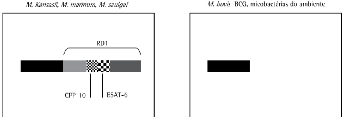 Figura 2 - Presença ou ausência de genes da região de diferença 1 (RD1) em micobactérias - A RD1 do genoma de  micobactérias está presente apenas no  Mycobacterium tuberculosis ,  M