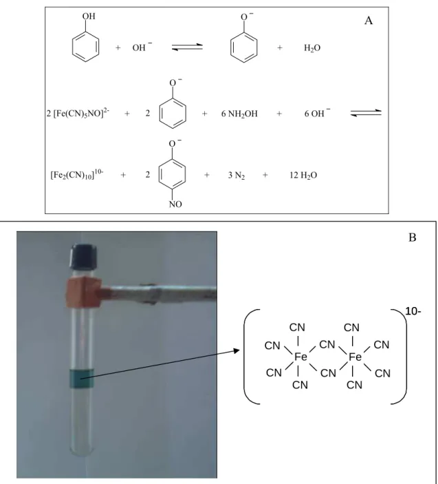 Figura 1A. Etapas da reação entre nitroprussiato de sódio, hidroxilamina e fenol 41 . 1B