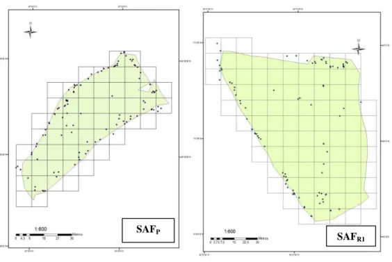 Figura  6.  Distribuição  das  árvores  e  bananeiras  em  quadrículas  de  10  x  10m  nos  SAF P    e  SAF R1 