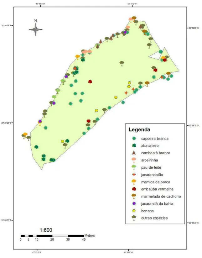 Figura 8. Distribuição de todas as árvores encontradas no Sistema Agroflorestal (SAF P )  com  café  localizado  em  Araponga,  MG,  com  a  identificação  das  10  espécies  mais  abundantes e as touceiras de banananeira