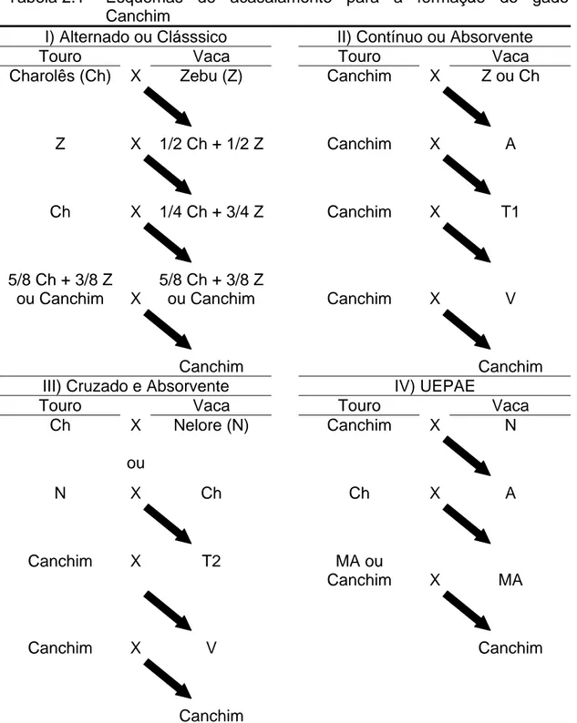 Tabela  2.1  - Esquemas de acasalamento para a formação do gado  Canchim 