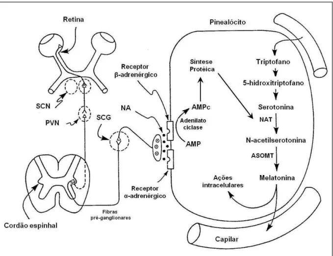 Figura  1:  desenho  esquemático  da  síntese  de melatonina.  SCN:  núcleo  hipotalâmico  supraquiasmático;  PVN:  núcleo  hipotalâmico  paraventricular;  SCG:  gânglio  cervical  superior;  NA:  noradrenalina;  NAT  (ou  AANAT): arilalkilamina-N-acetiltr