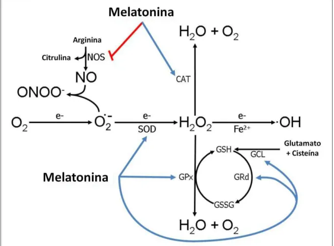 Figura 3: ações da melatonina reduzindo radicais livres. A melatonina estimula muitas enzimas antioxidantes  incluindo  a  superóxido  dismutase  (SOD),  glutationa  peroxidase  (GPx),  glutationa  redutase  (GRd)  e  glutamilglicina  ligase  (GCL);  e  ta