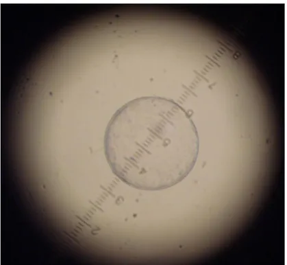 Figura  8  -  Ocular  micrométrica  adaptada  ao  estereomicroscópio  para  mensuração do diâmetro dos embriões