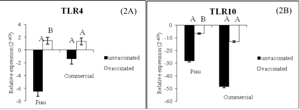 Figure 2. Significant relative expression (2 -ΔCt ) in bronchoalveolar lavage fluid cells  between vaccinated and unvaccinated within genetic groups (Piau and commercial) for  Toll-like receptor 4 (TLR4, panel 2A, p=0.0362) and Toll-like receptor 10 (TLR10