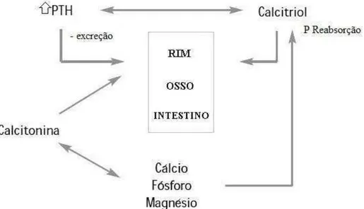 Figura 2. Esquema geral de regulação do metabolismo mineral  Fonte: Gómez et al., (2004)