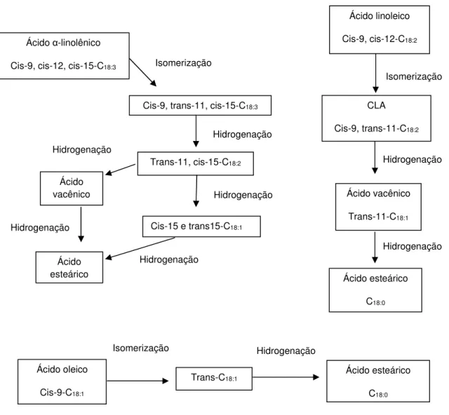 Figura 1. Vias da biohidrogenação do ácido linolênico, linoléico e oléico.  Adaptado de Harfoot and Hazlewood (1988).