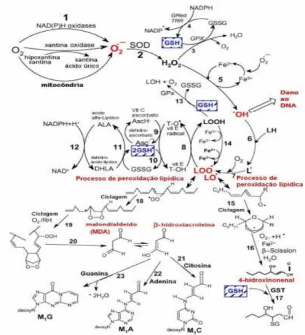 Figura 1 -  Vias  de  formação  de  ROS,  vias  enzimáticas  de  eliminação  de  ROS,  processo  de  peroxidação  lipídica  papel  da  glutationa  (GSH)  e  outros  antioxidantes  (vitamina E,  vitamina C,  ácido lipoico)  no  gerenciamento  do  estresse o
