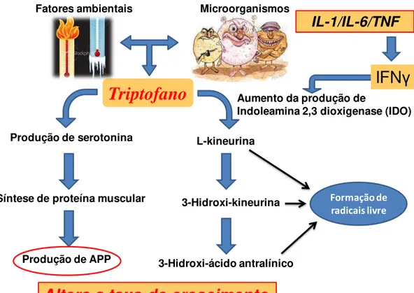 Figura  2.  Metabolismo  do  triptofano  para  síntese  de  serotonina,  tecido  muscular,  produção de proteínas de fase aguda (APP) e via da kineurina através da ativação do  sistema imune