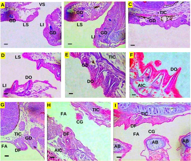 Figura 8. Região cefálica das larvas de piracanjuba Brycon orbignyanus – Dentições 