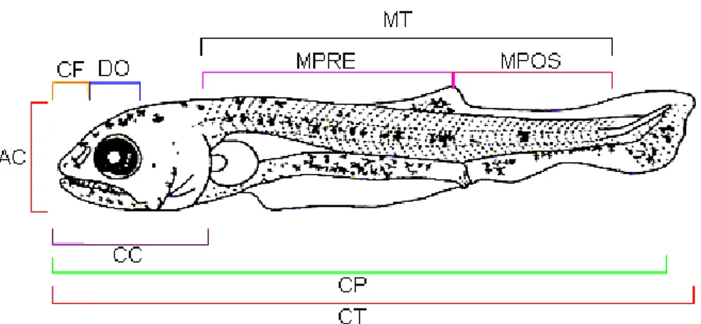 Figura 4. Características morfométricas e merísticas das larvas de piracanjuba Brycon 