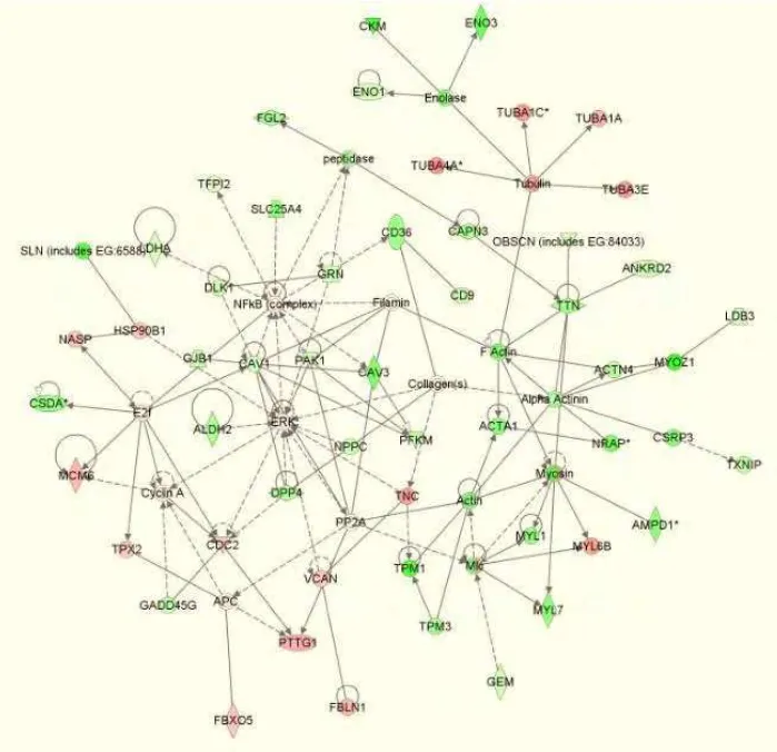 Figure  1  Skeletal  and  Muscular  System  Development  and  Function  gene  network  containing  54  genes 