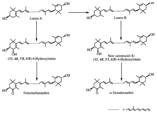 Figura 2 - Rota  metabólica  oxidativa  da luteína A em kinguio, proposta por OHKUBO et 