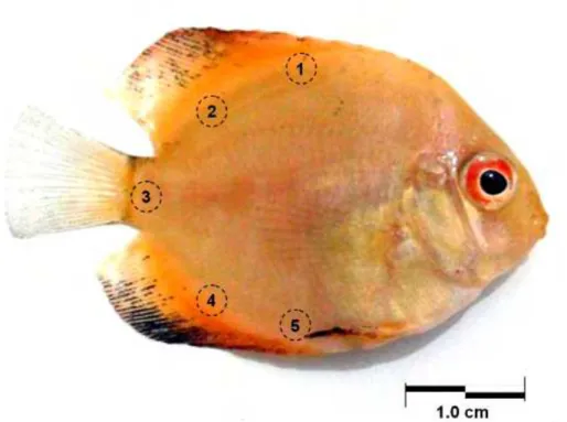 Figura 3 - Esquema de amostragem de coloração na pele do peixe ornamental acará-disco  (Symphysodon aequifasciata) pela média de cinco áreas (25 pixels quadrados  cada) em fotografias de 150 x 200 pixels 