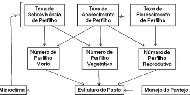 Figura 1 – Modelo conceitual da dinâmica do perfilhamento em pasto de gramínea  tropical