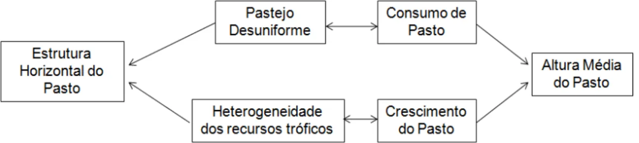 Figura 2 – Processos determinantes da estrutura horizontal do pasto manejado  sob lotação contínua