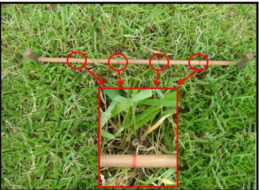 Figura 9 – Ripa de madeira usada para localizar os perfilhos de capim-braquiária;  em detalhe, perfilho identificado próximo à marcação da ripa