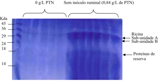 Figura 2 –  Análise eletroforética (SDS-PAGE) do meio de cultivo microbiano ruminal 