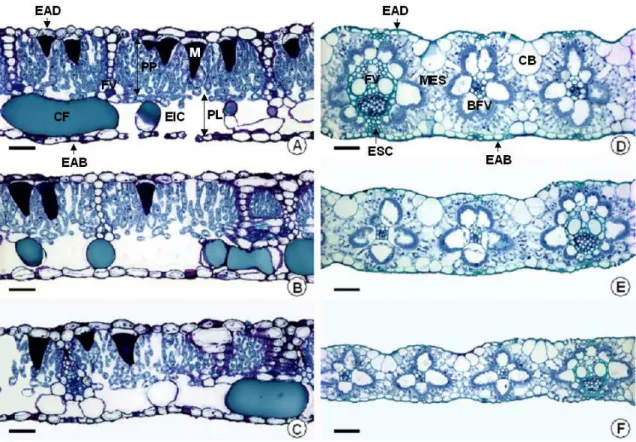 Figura 3 . Seção transversal de folhas de amendoim forrageiro (A, B, C) e  braquiária (D, E, F) submetidas a três níveis de sombreamento (0,  50 e 70%, respectivamente)
