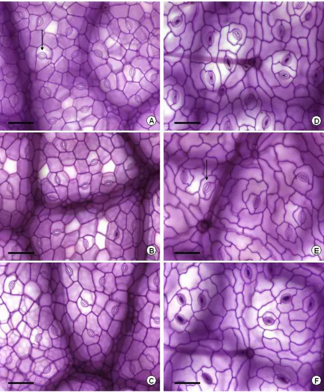 Figura 4 . Epiderme adaxial (A, B, C) e abaxial (D, E, F) de folhas de amendoim  forrageiro submetido a três níveis de sombreamento (0, 50 e 70%,  respectivamente)