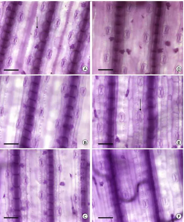 Figura 5 . Epiderme adaxial (A, B, C) e abaxial (D, E, F) de folhas de braquiária  submetida a três níveis de sombreamento (0, 50 e 70%,  respectivamente)