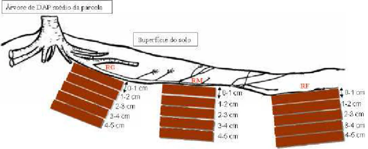 Figura 4  – Esquema representativo de coleta de amostras de solo a partir da  superfície das raízes grossas (RG), médias (RM) e finas (RF) em  camadas de 1,0 cm até a distância de 5 cm