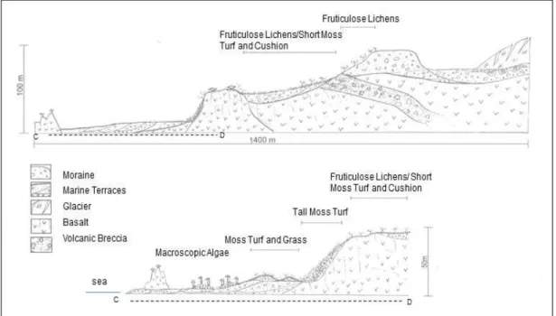 Figure  1:  Topographic  sequence  and  the  distribution  of  vegetation  at  Stranger Point, Potter Peninsula