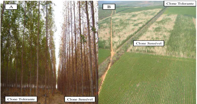 Figura 2.  Áreas experimentais da  Plantar Reflorestamento  em Brasília de  Minas (A) e  em  Bocaiúva  (B)