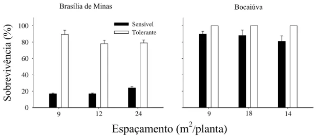 Figura 3. Índice de sobrevivência dos clones de eucalipto sensível e tolerante ao estresse  hídrico em razão do espaçamento, em florestas com cinco anos de idade, nas cidades de  Brasília  de  Minas  e  Bocaiúva