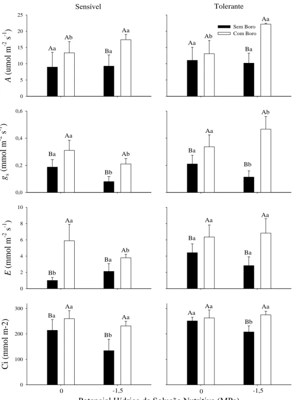 Figura  2.  Taxa  fotossintética  (A),  condutância  estomática  (g s ),  transpiração  (E)  e  concentração interna de CO 2  (Ci), no clone sensível e no tolerante ao déficit hídrico, em  função da disponibilidade de B e do potencial  hídrico da solução n