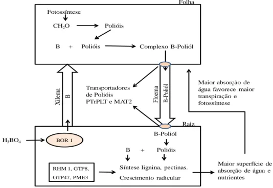 Figura 3. Esquema das relações dos genes transportadores de B e polióis com os genes  relacionados  à  síntese  de  parede  celular  e  com  o  crescimento  radicular  em  clone  de  eucalipto, tolerante ao déficit hídrico, cultivado sob estresse hídrico e