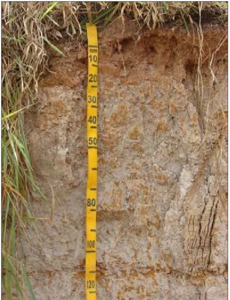 Figura 5. Presença de mosqueados em perfil de solos estudado na microbacia  do Igarapé Xiburema, Sena Madureira, Acre
