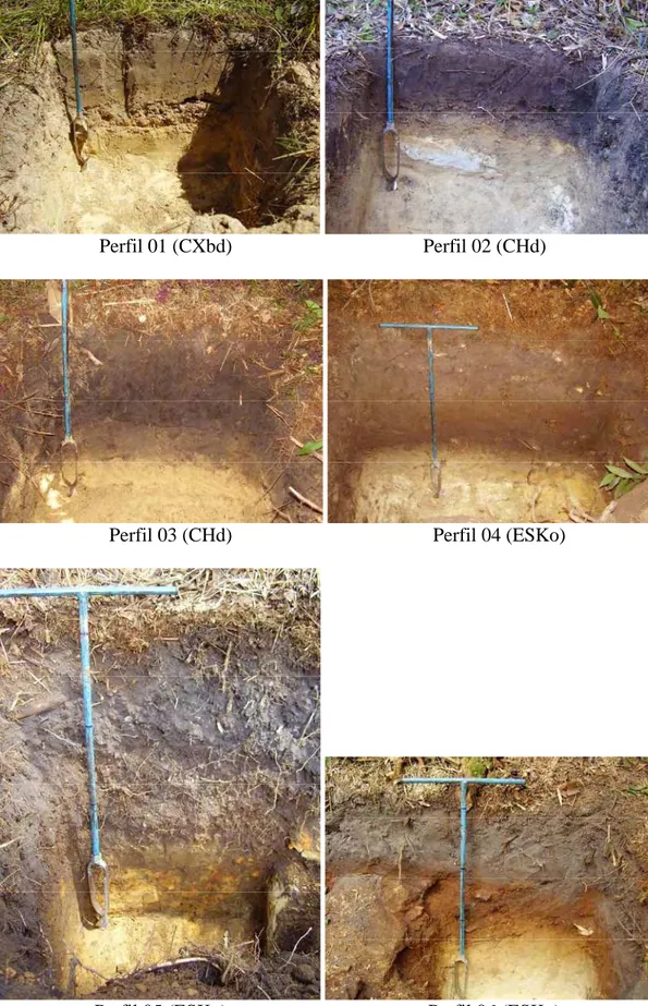 Figura 9: Seqüência de perfis de solos do Transecto 2, com evidente acúmulo subsuperficial de compostos  orgânicos e organometálicos, que caracterizam a classe dos Espodossolos