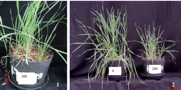 Figura 1. Sintomas de toxicidade em plantas de aveia (1) e comparação das plantas  controle com as submetida a dose de 200 mg dm -3  (2) aos 65 dias após a  semeadura