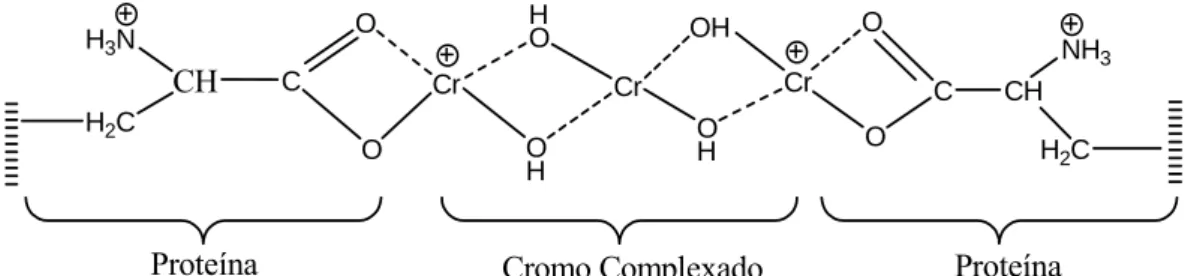 Figura 2 – Complexação do Cr na estrutura do couro “wet blue”, após o processo de  curtimento