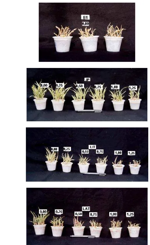 Foto 2. Crescimento de Sorgo (2º- ensaio) em função dos diferentes níveis de As  aplicado, nos solos JP(B), LIT(C) e LAT(D), e para o substrato B1(A) em  condição natural