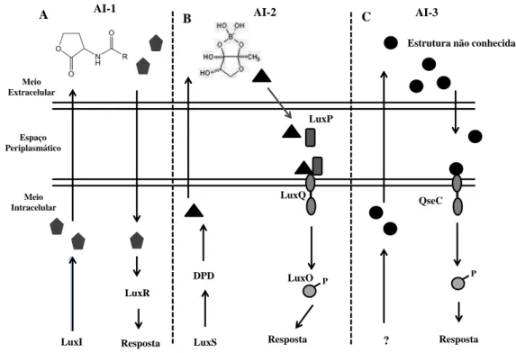 Figura 1.  Estratégias de comunicação celular em  bactérias  gram-negativas. Fonte:  Parker e Sperandio (2009) [40] com modificações