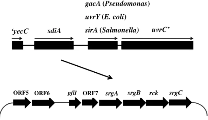 Figura 2.  Organização  gênica  de  sdiA  e  possíveis  genes  regulados  por  SdiA,  presentes no plasmídeo pSLT de Salmonella Typhimurium